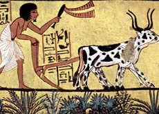 Verfeinert wurde die Kunst der Brotherstellung von den Ägyptern. In Umgebung des Nils war das Land fruchtbar und für den Getreideanbau besonders geeignet. (Quelle: Wikipedia)